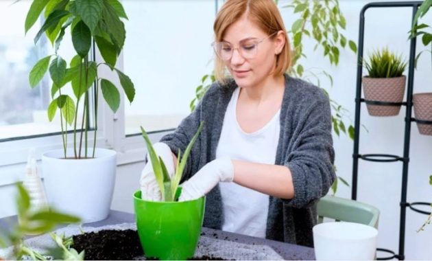 Cara Praktis dan Efektif Berkebun di Apartemen dengan Lahan Terbatas
