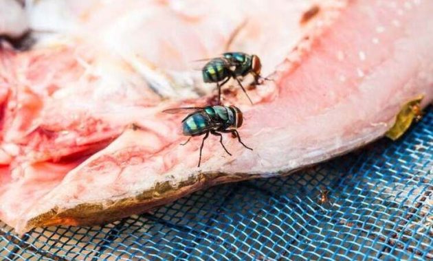 Cara Ampuh Mengusir Lalat dari Area Meja Makan, Cukup Letakkan Bumbu Dapur Ini
