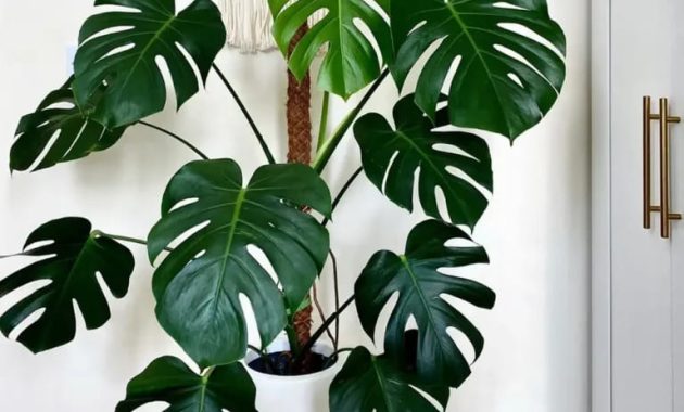 5 Jenis Monstera yang Mempercantik Rumah Anda