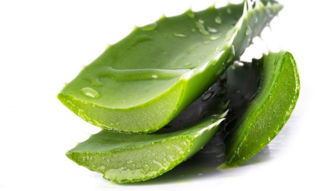Manfaat Lidah Buaya untuk Kesehatan dan Nutrisinya