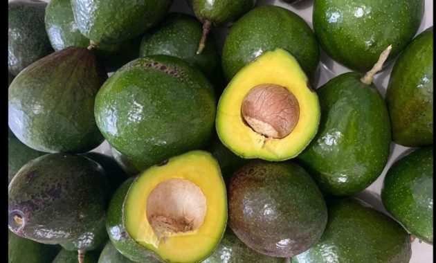 Varietas Alpukat Gayo Aceh Tengah Jadi Buah Unggulan Nasional