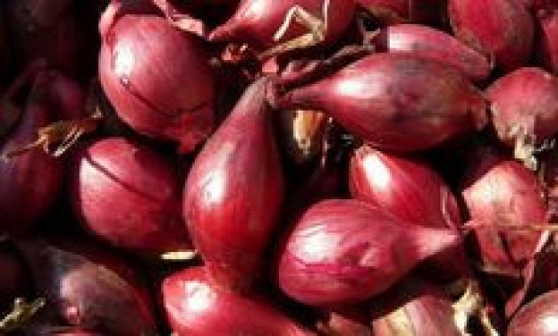 Harga Pangan Bandar Lampung 19 Agustus 2025: Bawang Merah Turun, Ayam Naik Sedikit