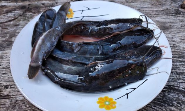 4 Cara Sederhana Menghilangkan Lendir Ikan Lele Sebelum Memasak