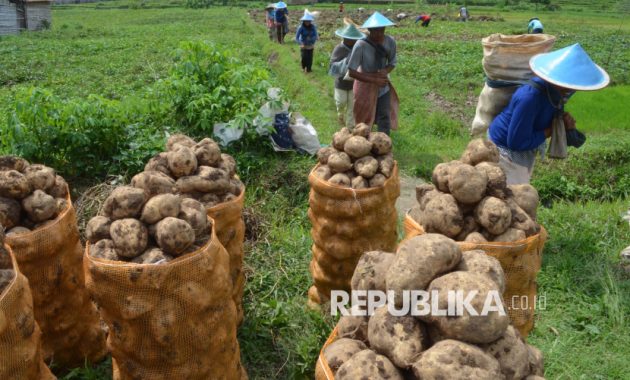 Sejarah Pangan Indonesia: Dari Beras hingga Pati Umbi