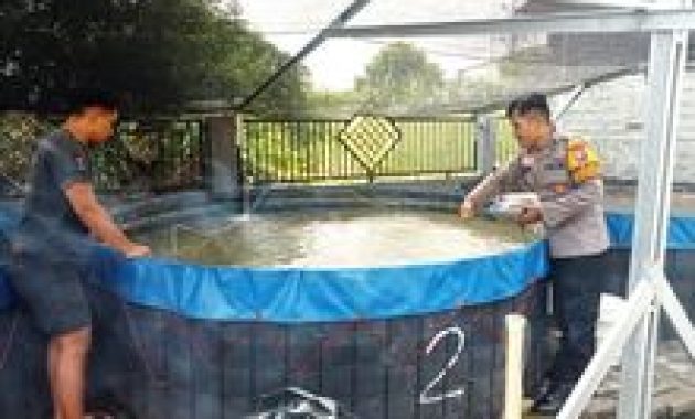 Lele Jadi Tumbuhan Berkah di Rembang, Dukung Peternak Lokal