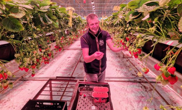 Berry Christmas – stroberi tidak hanya untuk musim panas, kata seorang petani buah di Chichester