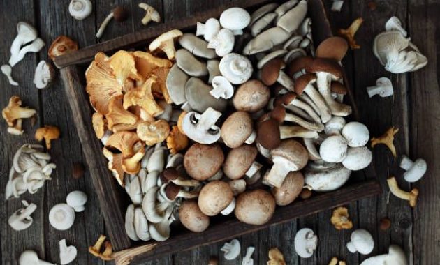 Jangan Tertipu, Ini Jenis Jamur Aman untuk Dikonsumsi