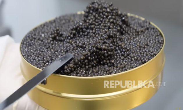 Turki Incar Puncak Kaviar Rusia, Nilainya Miliaran Dolar